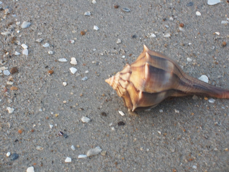 Conch on the Beach, beach, conch, shell, sea, HD wallpaper | Peakpx
