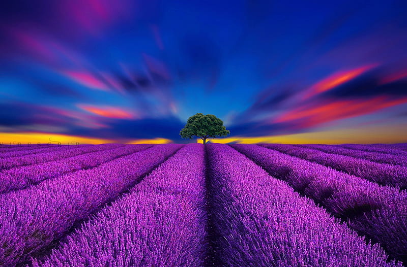 bonito, pretty, colorful, sunset, lavender, sky, flora, sundown, purple, flower, colo, landscape, HD wallpaper