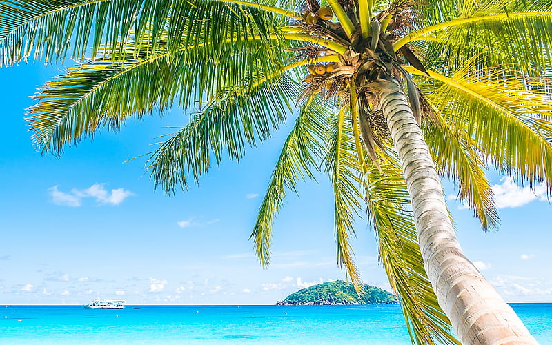 palms, summer, tropical island, seascape, coconuts on a palm tree, summer travels, HD wallpaper