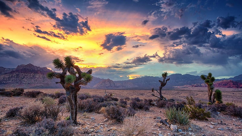 desert sunset, cool, nature, sunset, desert, fun, HD wallpaper