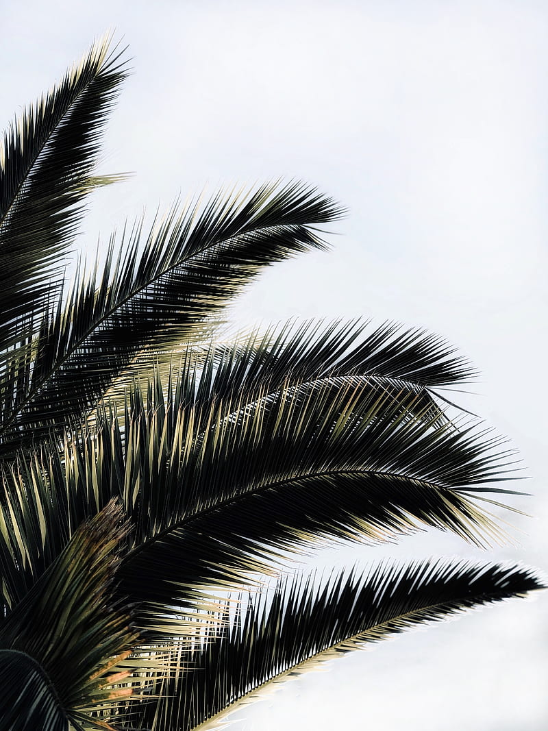 Palm, tree, branches, sky, HD wallpaper | Peakpx