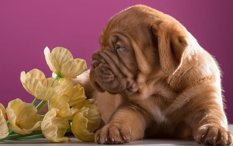Puppy, cute, dogue de bordeaux, flower, yellow, mastiff, pink, dog, HD wallpaper