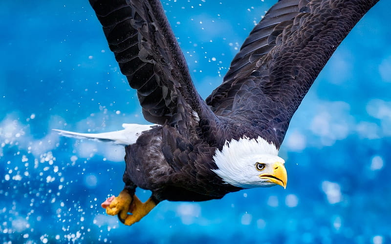 Eagle flying sky predator-Animal, HD wallpaper
