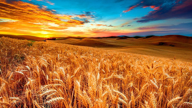 Golden field, colorful, lovely, wheat, golden, bonito, sunset, sky, nice,  nature, HD wallpaper | Peakpx