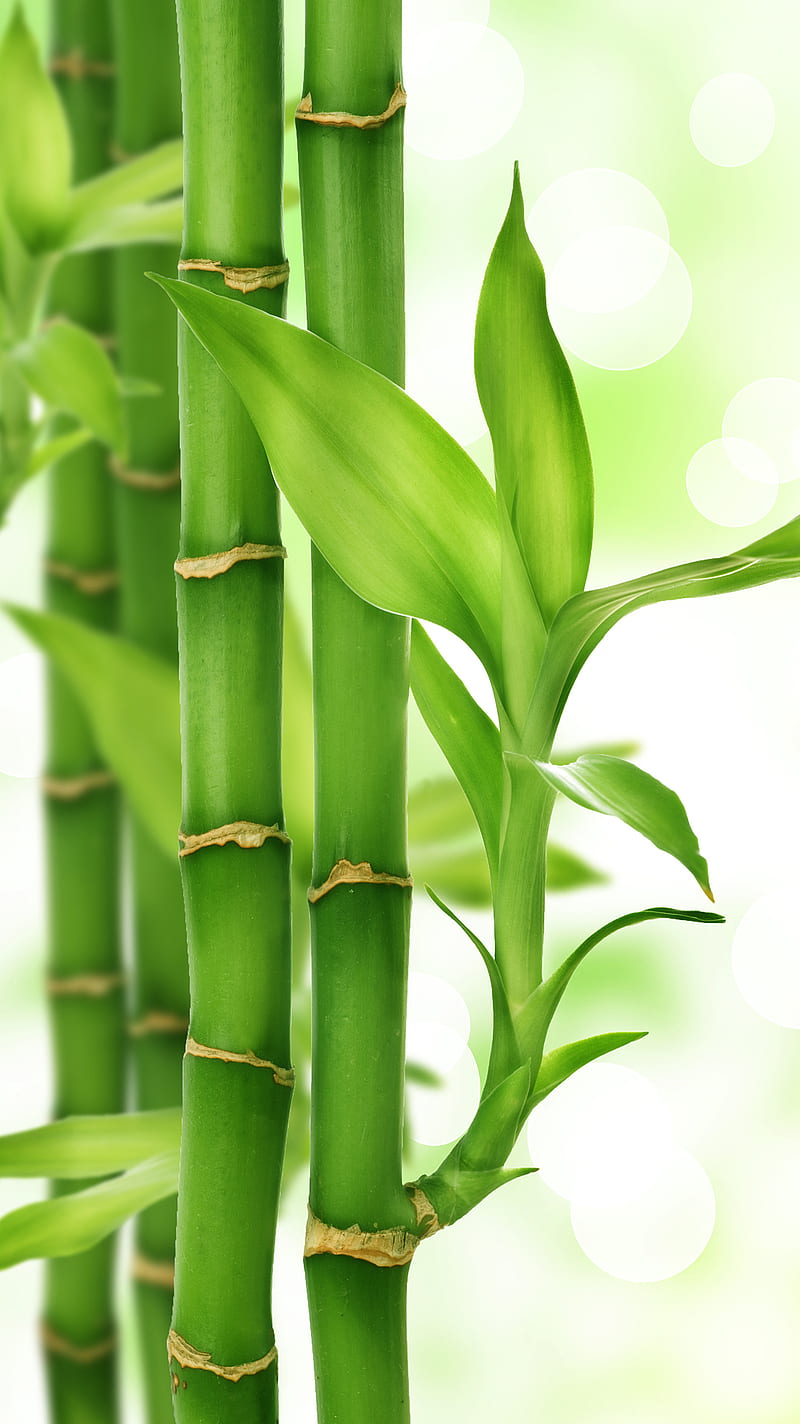 Bamboo Trellis | Green | Wallpaperie