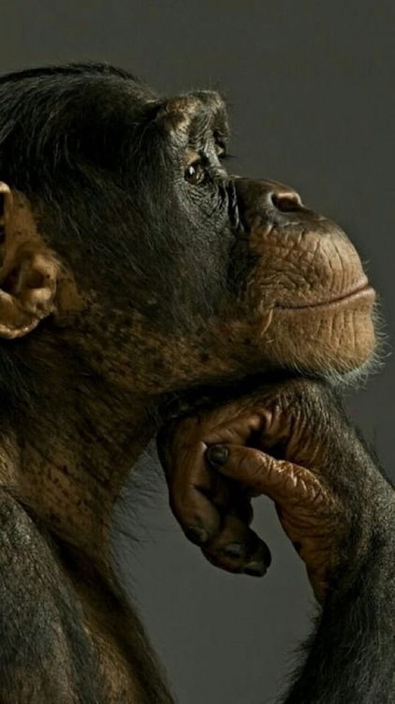 Monkey chimpanzee, HD phone wallpaper