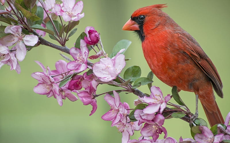 red cardinal, bird, branch, or, virgin cardinal, blooming apple tree, HD wallpaper