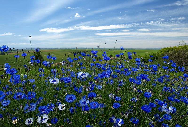 Cielo, flores silvestres azules y blancas, azul y blanco, bonito, flores  silvestres, Fondo de pantalla HD | Peakpx