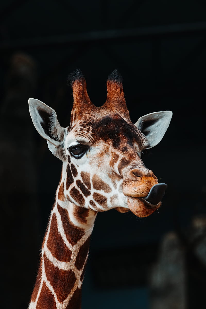 giraffe, tongue protruding, funny, animal, HD phone wallpaper