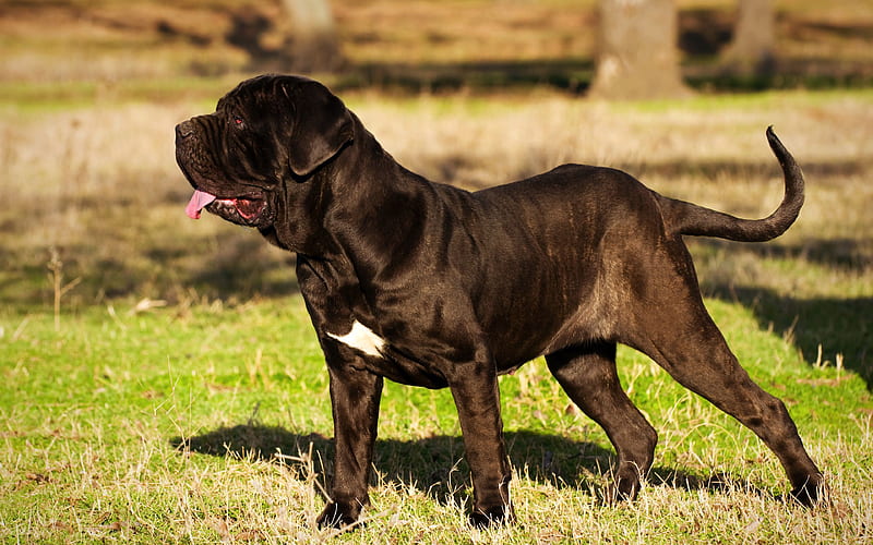 Neapolitan Mastiff, Mastino, big black dog, pets, Italian breeds of dogs, HD wallpaper