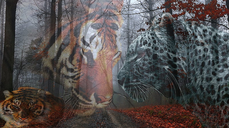 The'Three'Big'Kitty's, leopard, forest, fall, autumn, cheetah, tiger, lion, leaves, road, red leaves, cats, big cats, HD wallpaper