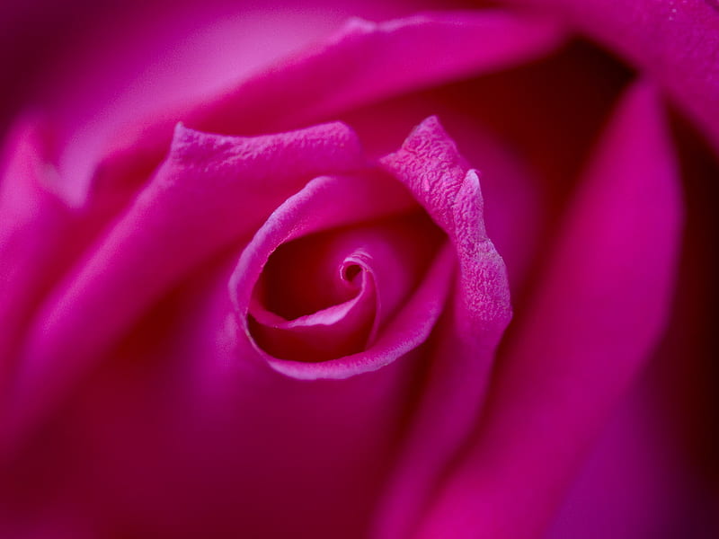 Rasberry Rose. jpg, pretty, new, rasberry, pink, HD wallpaper