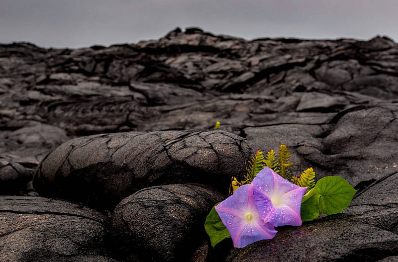 Tropical Flowers on Lava Rock Hawaii, exotic, rock, hawaii, lava, purple, flowers, nature, tropical, hawaiian, HD wallpaper