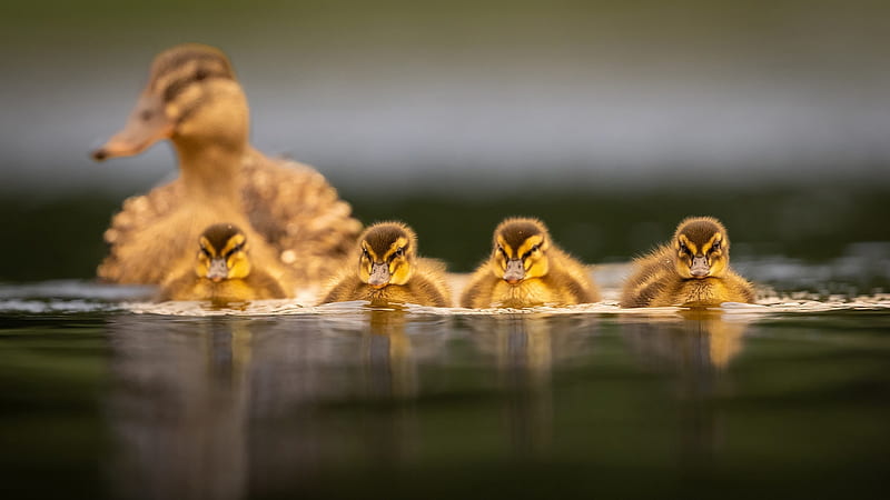 Ducks Family, cute, chicks, mother, water, HD wallpaper