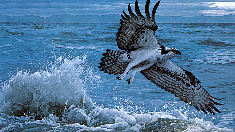Black White Osprey Is Flying Up From Sea Animals, HD wallpaper