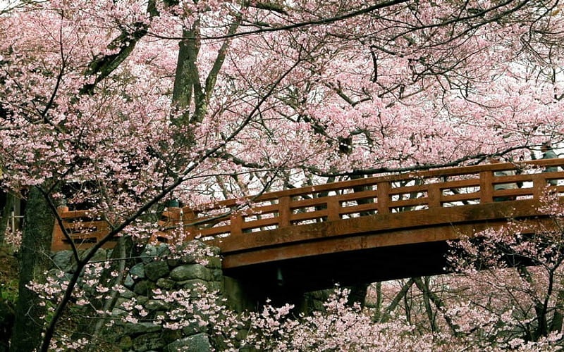 Sakura Bridge, sakura, japanese, spring, asia, cherry blossom, tree, japan, bridge, flowers, HD wallpaper