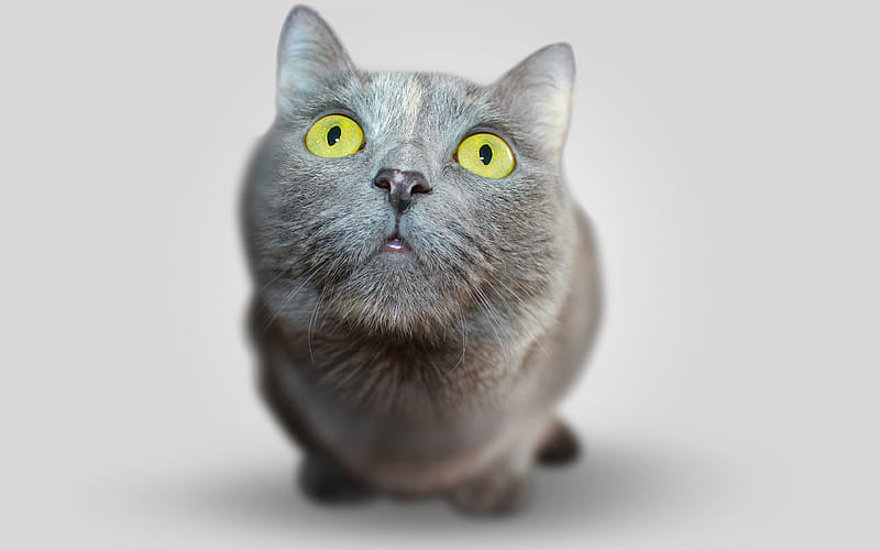 British Shorthair Cat muzzle, gray cat, cute animals, cats, domestic cat, British Shorthair, HD wallpaper