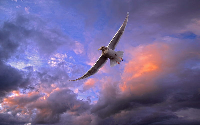 flying bird-Animal World Series, HD wallpaper