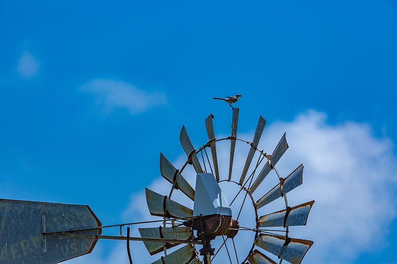 texaswindmillbird, animals, bird, birds, mechanical, mockingbird, nature, sky, texas, windmill, HD wallpaper