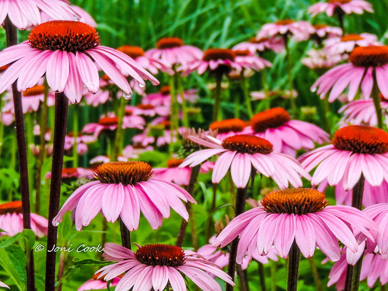 1920x1080px, 1080P free download | Cone Flowers, pink, HD wallpaper