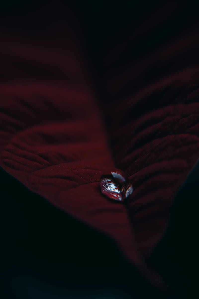 leaf, velvet, drop, macro, red, HD phone wallpaper