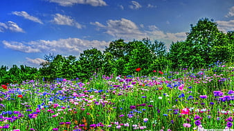 fields of wildflowers wallpaper