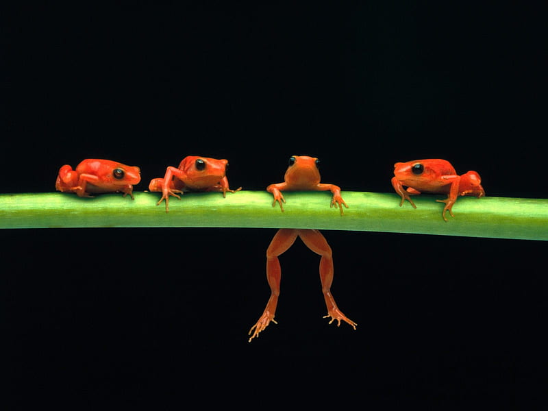 poisonous red frogs, poisonous, red, frog, stem, HD wallpaper