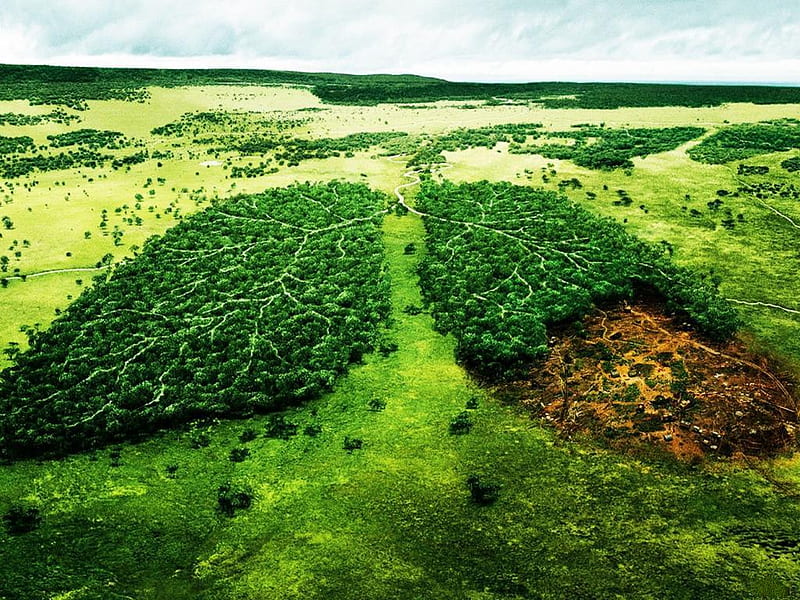 WWF-poster, forest, save, green, heart, nature, HD wallpaper