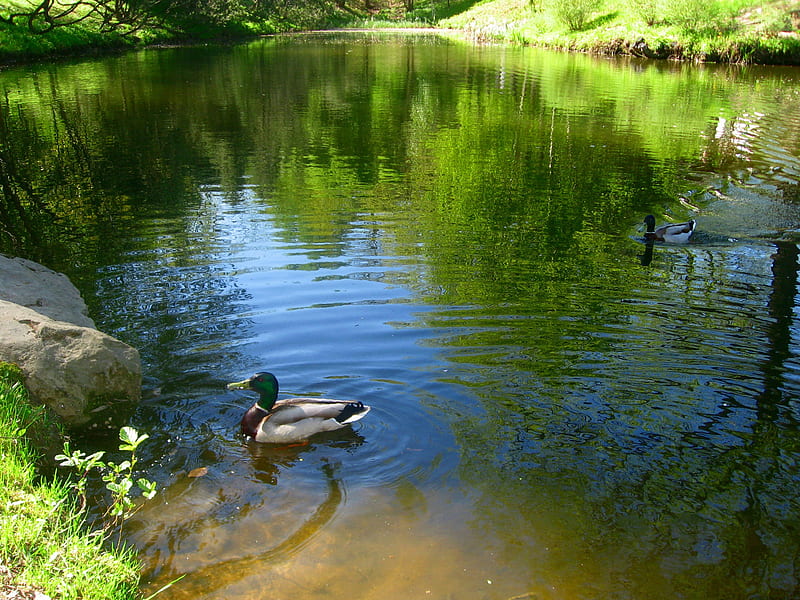 Pond, water, ducks, nature, lake, HD wallpaper | Peakpx