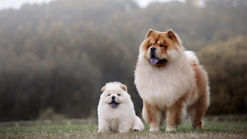 Big Brown White Chow Chow Puppy Dogs In Blur Trees Background Dog, HD wallpaper
