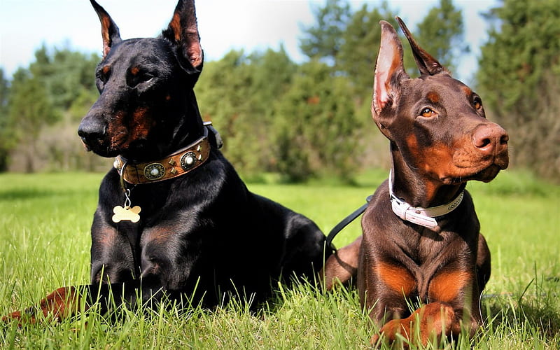 dobermanns, black dog, brown dog, German dogs, HD wallpaper