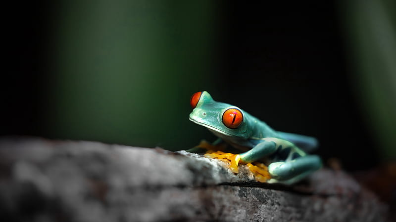 Amphibian Frog With Red Eyes Animals, HD wallpaper