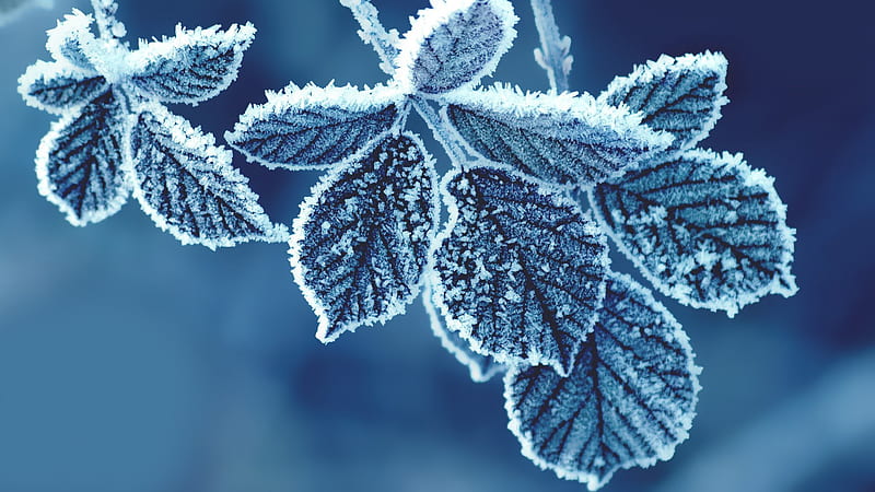 Closeup View Of Frozen Leaves Blue Background Nature, HD wallpaper
