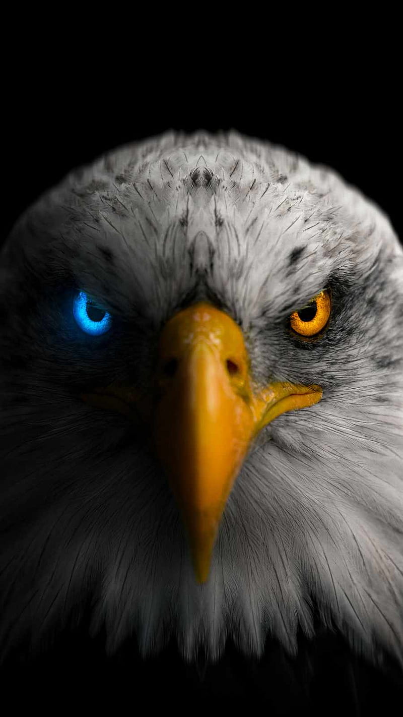 Golden Eagle Eyes IPhone - IPhone : iPhone, HD phone wallpaper