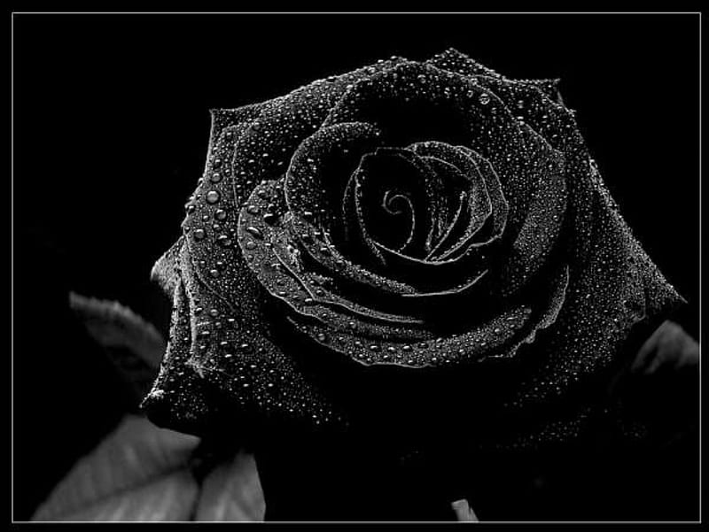 Black rose, black, nature, gothic, rose, HD wallpaper | Peakpx