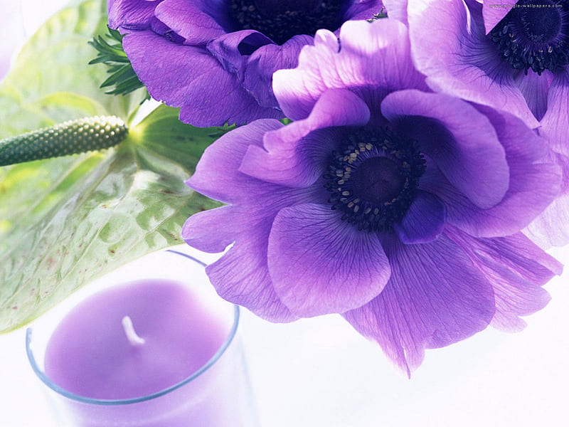 Candle light shine and purple flowers Ritual Wallpaper[1920 × 1200] : r/ wallpaper