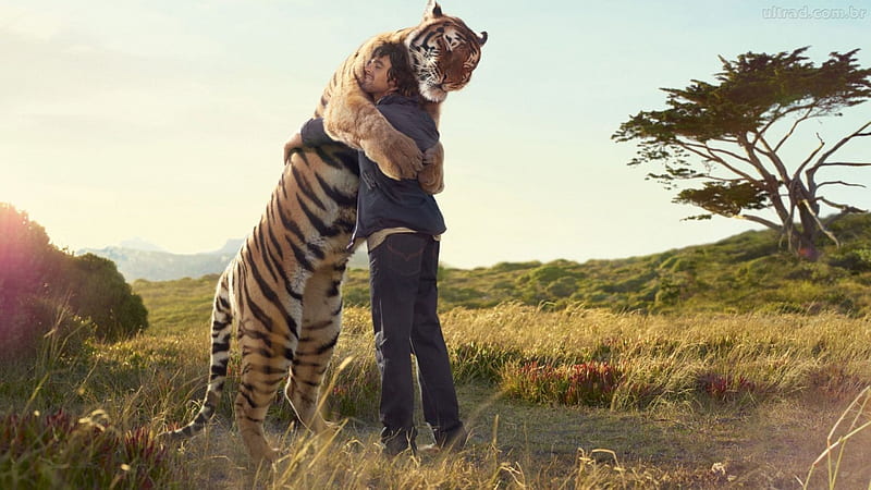 Have You Hugged a Tiger Today, people, entertainment, technology, animals, other, HD wallpaper