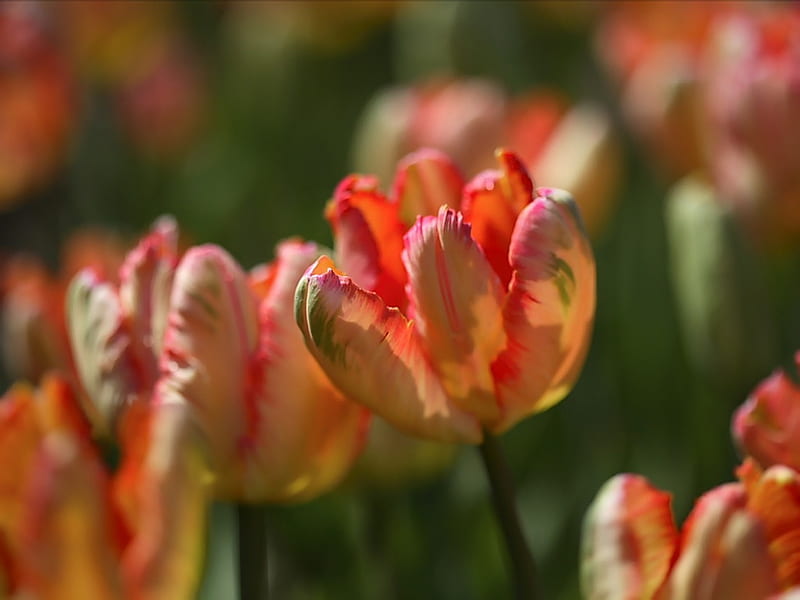 Blooming Tulips in garden, HD wallpaper