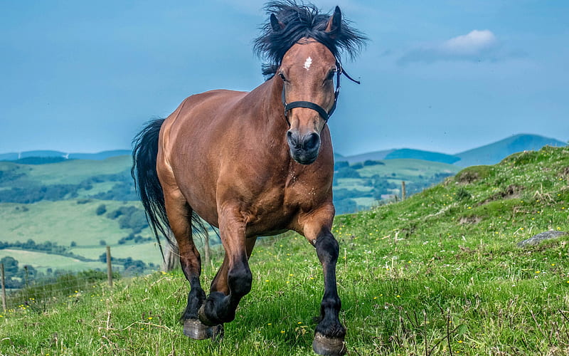 brown horse, mountain landscape, green grass, big horse, HD wallpaper