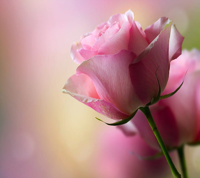 Rose, love, roses, HD wallpaper | Peakpx