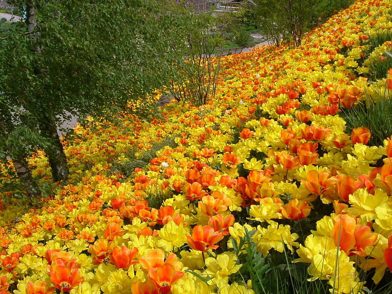 the joy of spring, orange, trauttmansdorf, yellow, garden, spring, park, tulips, HD wallpaper