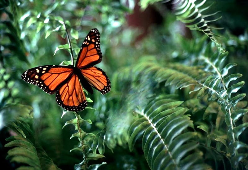 Wings on the ferns, forest, ferns, orange white and black, resting, viceroy butterfly, HD wallpaper