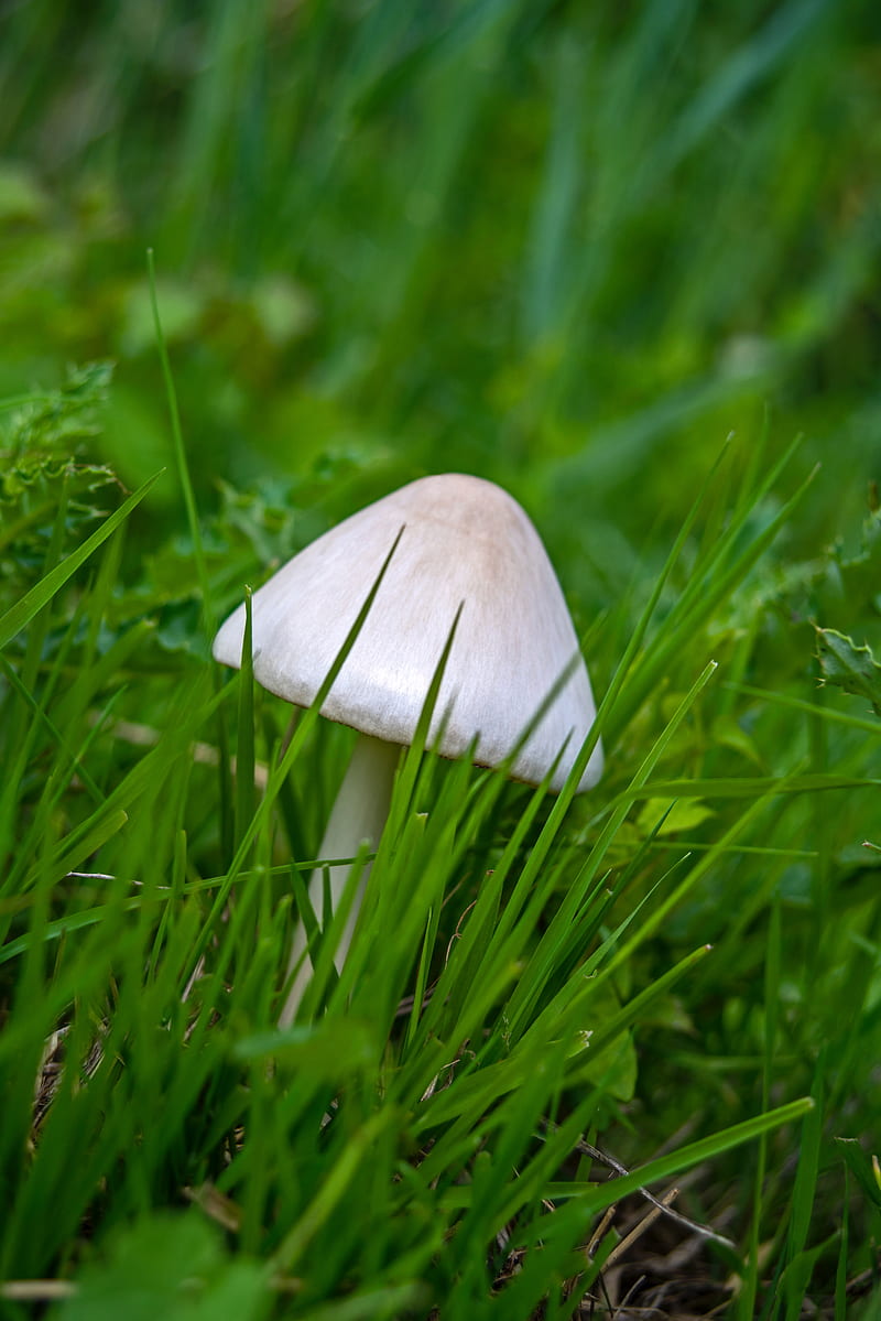 mushroom, grass, macro, HD phone wallpaper