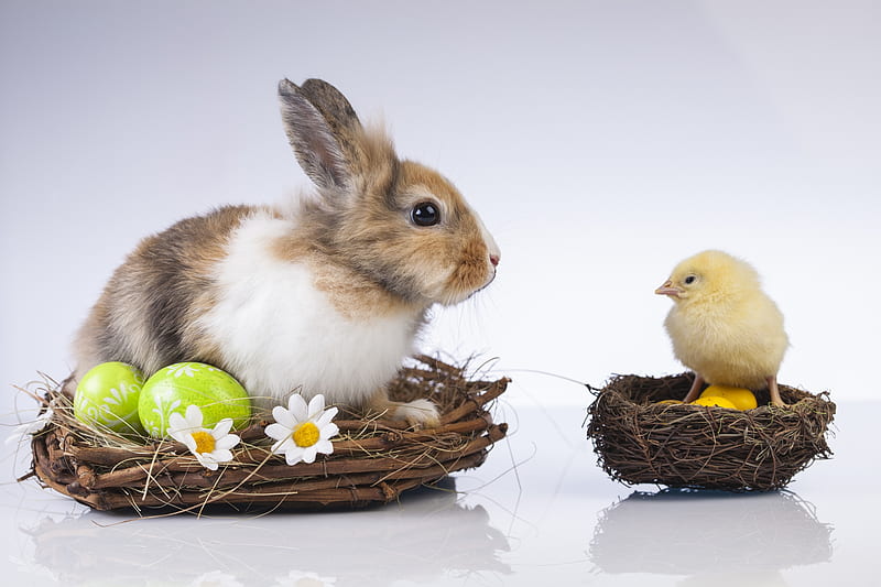 Happy Easter!, rabbit, chicken, pui, easter, animal, card, cute, egg, basket, flower, bunny, rodent, daisy, HD wallpaper