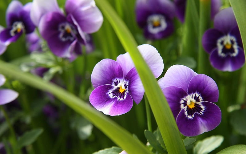 Pansies Purple Green Summer Flower Pansy Pink Viola Tricolor Hd