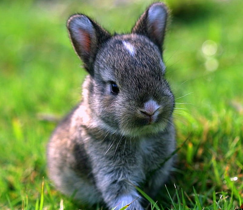 cute little bunny, cute, lovely, grass, nature, bunny, meadow, sweet, HD wallpaper