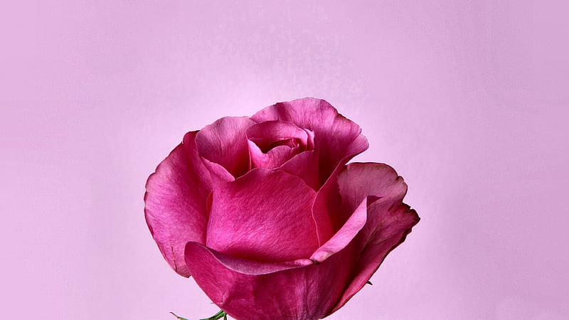 Dark Pink Rosebud , romance, Rose, bonito, floral, still life, graphy, love, wide screen, flower, beauty, HD wallpaper