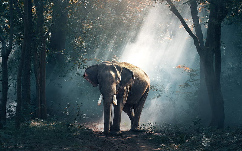 elephant, wildlife, India, forest, HD wallpaper