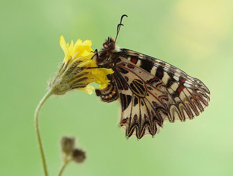 Butterfly lacewing, butterfly, brown, lacewing, flower, black, yellow, white, HD wallpaper