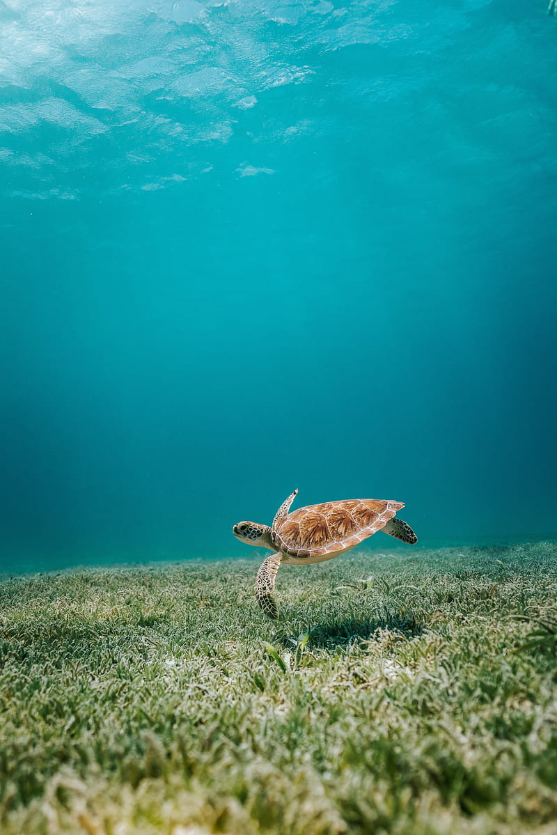 turtle, sea, water, bottom, algae, HD phone wallpaper